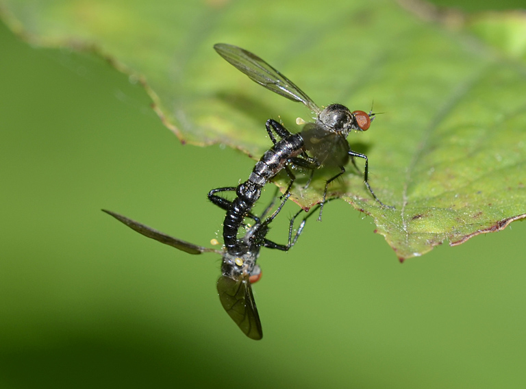 Hybos sp. (Hybotidae) in copula